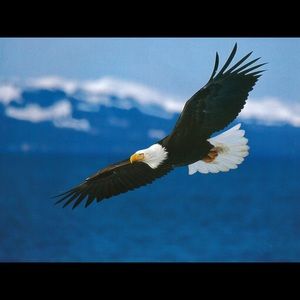 Meet your Posher, Albert